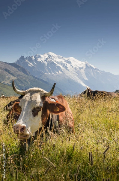 Obraz vache mont blanc