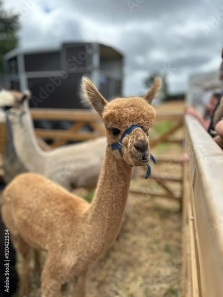 Obraz Alpaca in a petting zoo