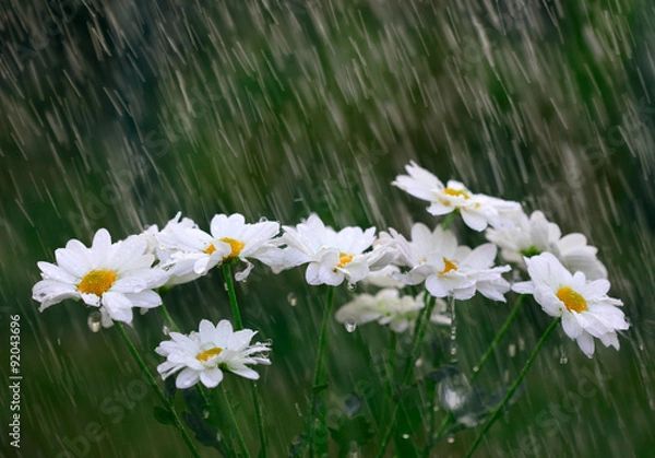 Obraz White daisies into the rain