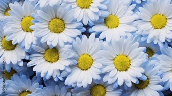 Fototapeta Many daisies closeup, side lighting to show the delicate texture of flowers. Neural network ai generated art