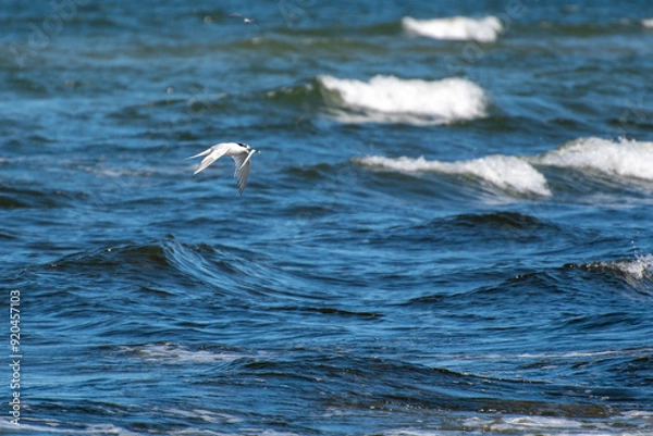 Fototapeta Sandwich tern (Thalasseus sandvicensis) flying over the Baltic sea with catched fish in its beak