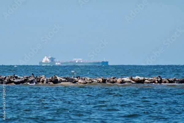 Fototapeta Seals in the Baltic Sea with a container ship in the background