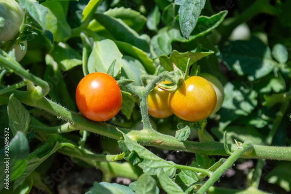 Fototapeta Tomates cherry en la mata en el huerto