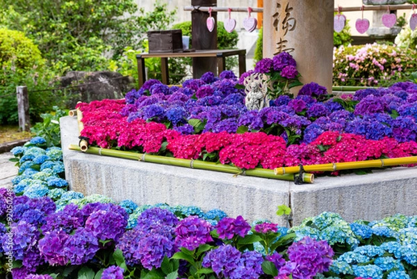 Fototapeta 京都府宇治市の三室戸寺で見た、カラフルな紫陽花