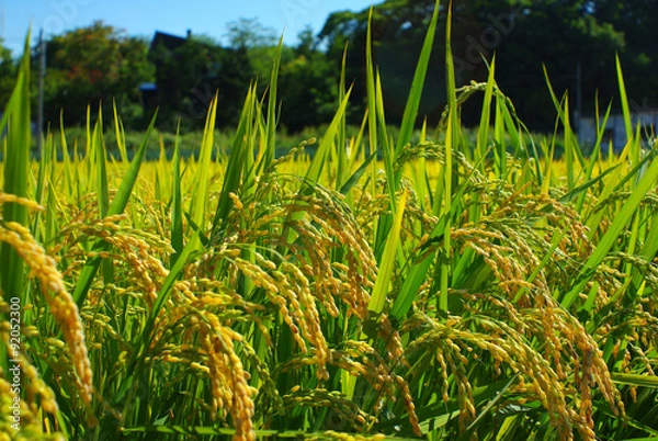 Fototapeta 稲穂