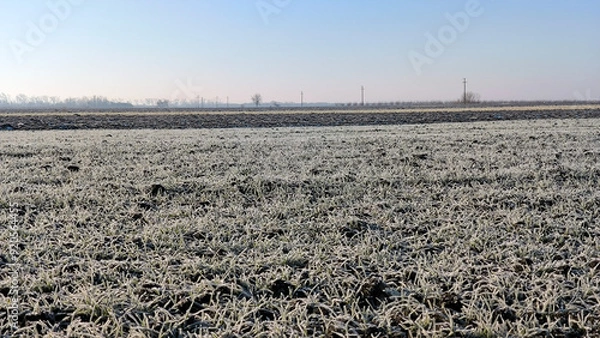 Fototapeta agricultural fields in Vojvodina covered with thin layer of frost and snow