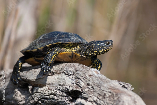 Fototapeta European pond ,Emys orbicularis
