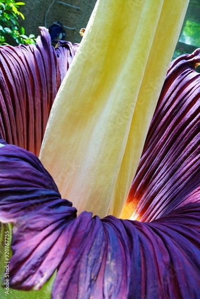 Obraz ショクダイオオコンニャク　amorphophallus　titanum京都府立植物園