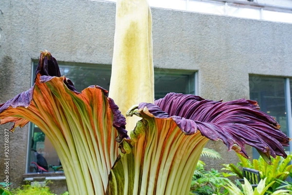 Obraz ショクダイオオコンニャク　amorphophallus　titanum京都府立植物園