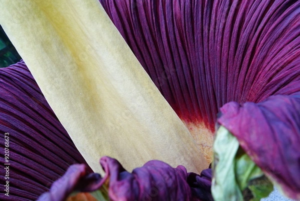 Obraz ショクダイオオコンニャク　amorphophallus　titanum京都府立植物園