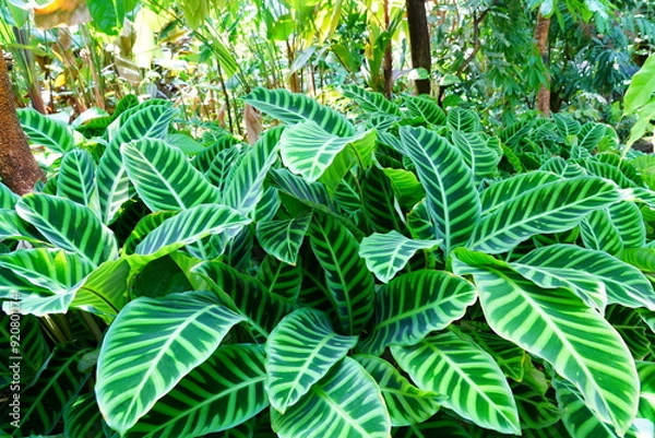 Obraz カラテア　calathea　京都府立植物園