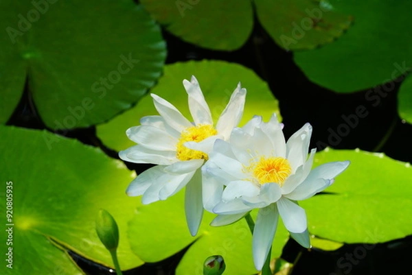Fototapeta 蓮　lotus nympha　京都府立植物園