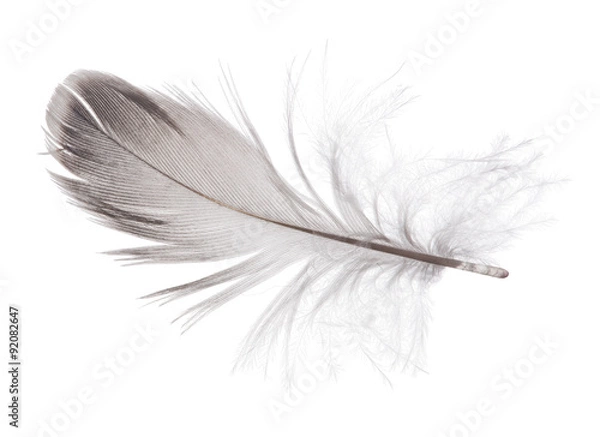 Fototapeta small gray parrot feather on white background
