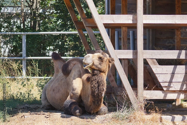 Obraz camel in the zoo