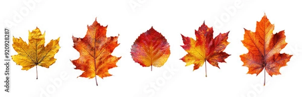 Fototapeta Set of autumn leaves isolated on white background. High resolution. 