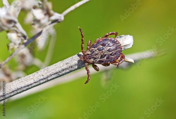 Fototapeta Пастбищный клещ (Dermacentor marginatus). Клещ в ожидании жертвы