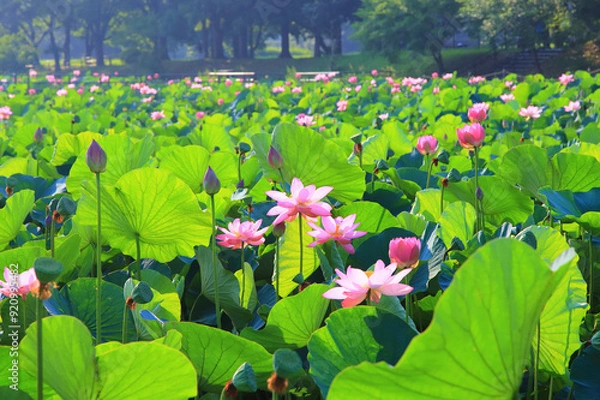 Fototapeta ハスの花が咲く水元公園の風景