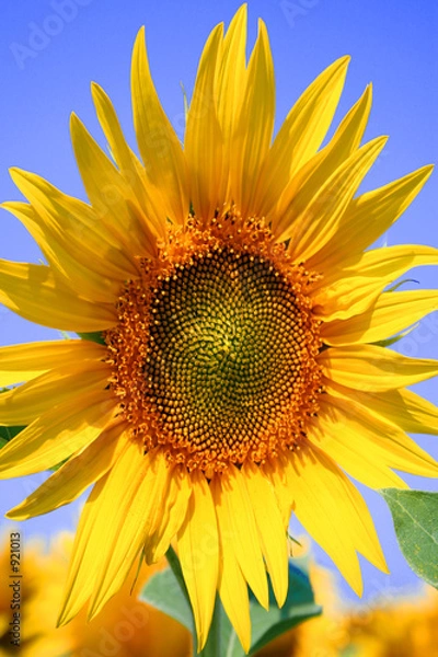 Fototapeta tournesol