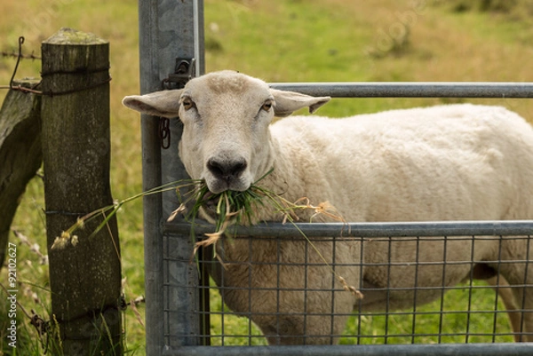 Obraz Schafe an der Nordsee