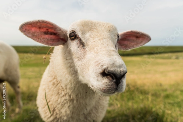 Obraz Schafe an der Nordsee