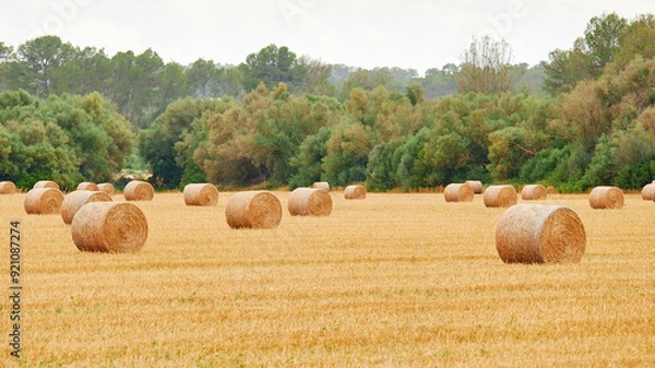 Fototapeta Round haystacks on agricultural field in Europe. Wrapped round hay bales after harvest.