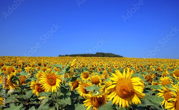 Obraz tournesol et ciel