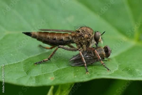 Fototapeta Detailed closeup on a Brown Heath Robberfly, Tolmerus cingulatus, eating predating on another fly in the garden