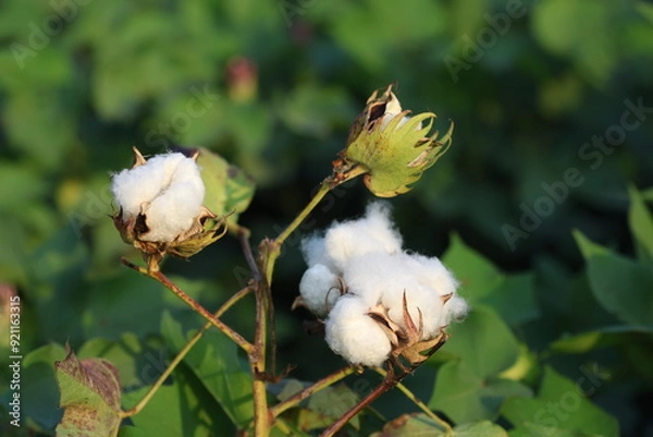 Fototapeta cotton plants in the field with cotton ball