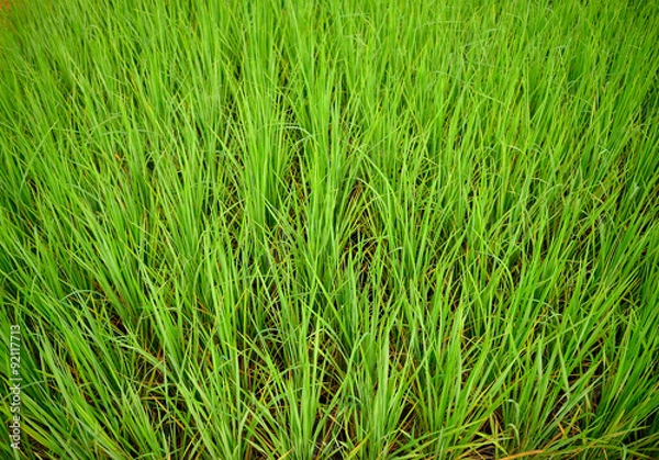 Obraz rice field