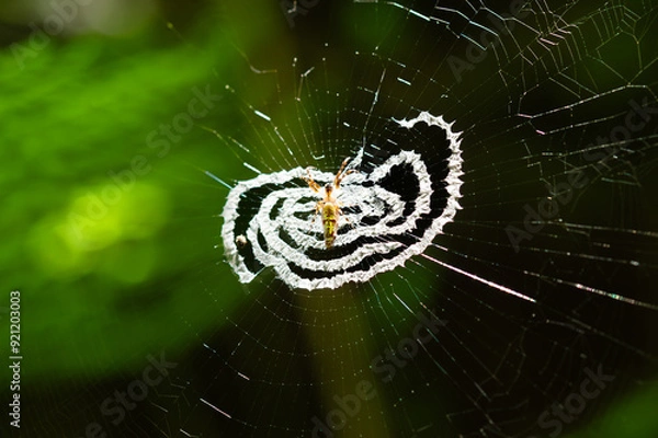 Obraz Spider on a web decoration, a silk structure, in a forest.