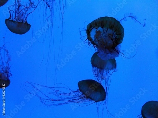 Obraz Jellyfish