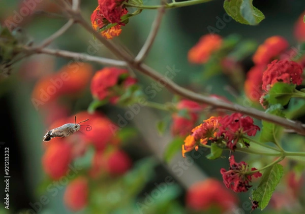 Fototapeta Hummingbird hawk-moth collecting pollen from flower