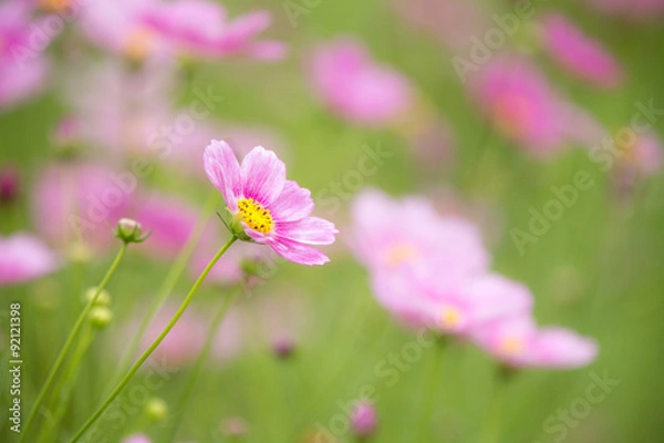 Fototapeta コスモス（秋桜）