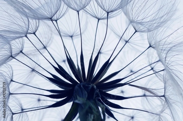 Obraz Mniszek lekarski