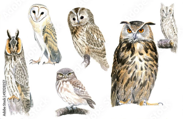 Fototapeta Owls