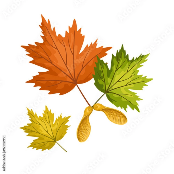 Fototapeta Maple leaves with maple fruits isolated on a white background. Autumn and hand drawn vector illustration of falling leaves.