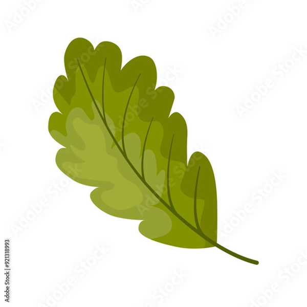 Fototapeta green oak leaf for student leaf vector illustration. Cartoon drawing of a tree leaf for forest study, math activity or game for children. Autumn or fall, education concept