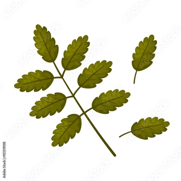 Fototapeta Branch of red rowan. Autumn leaves of trees. Beautiful leaf for design and decoration. Botanical object. Beauty in nature. Flat vector illustration on white background