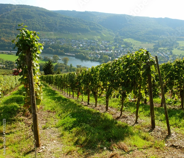 Obraz Mosel Weinberge