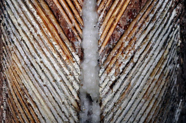 Obraz Pine trunk after collecting resin. Cuttings on the trunk.