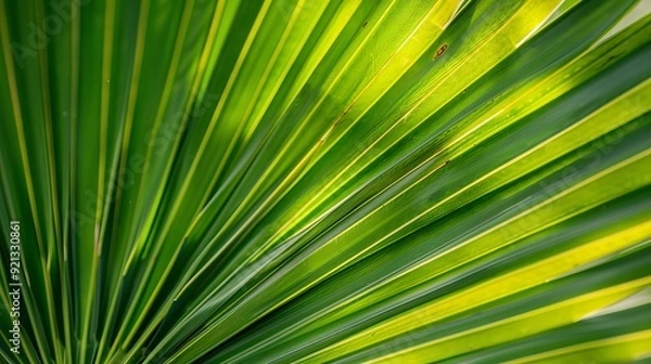 Obraz Palm leaf close up