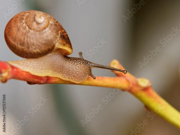 Fototapeta snail on a branch