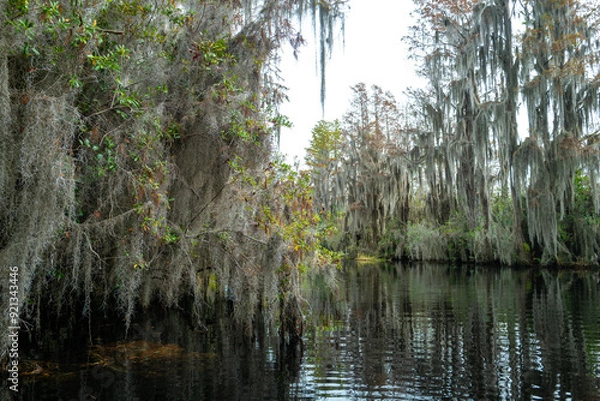 Obraz A flooded cypress forest with epiphytic Tillandsia plants on cypress branches, Okefenokee Swamp, Georgia, USA