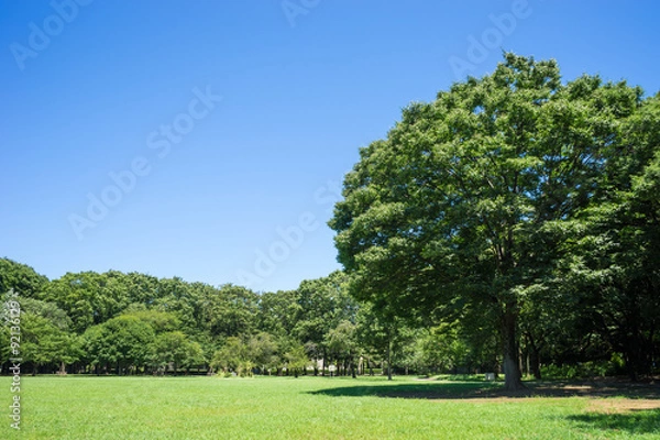 Obraz Summe r Kinuta Park