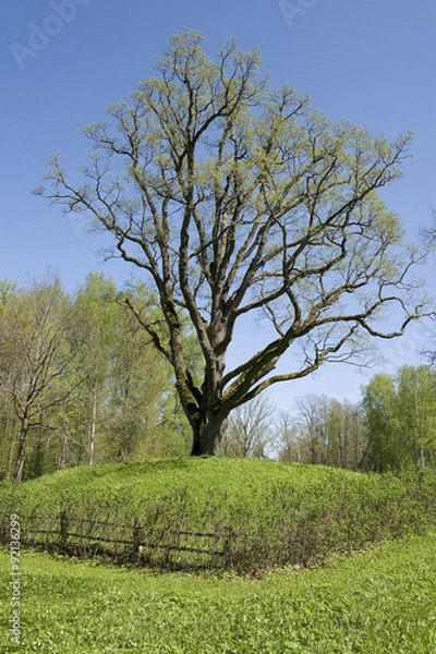 Obraz Oak tree in spring