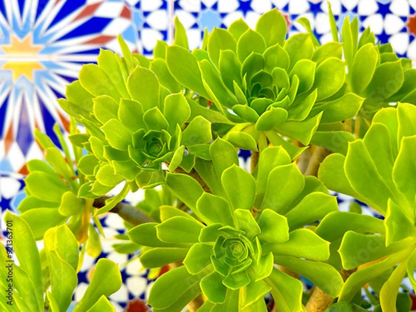Obraz Aeonium on a tile background, flower background