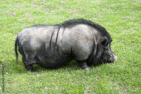 Obraz Vietnamese pig