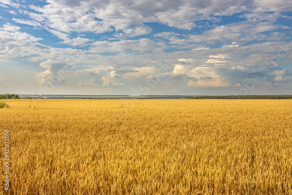 Fototapeta A field of golden wheat with a clear blue sky in the background