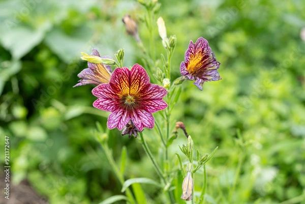 Obraz Trompetenzunge