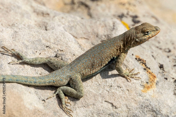Fototapeta Lizard on a Rock
